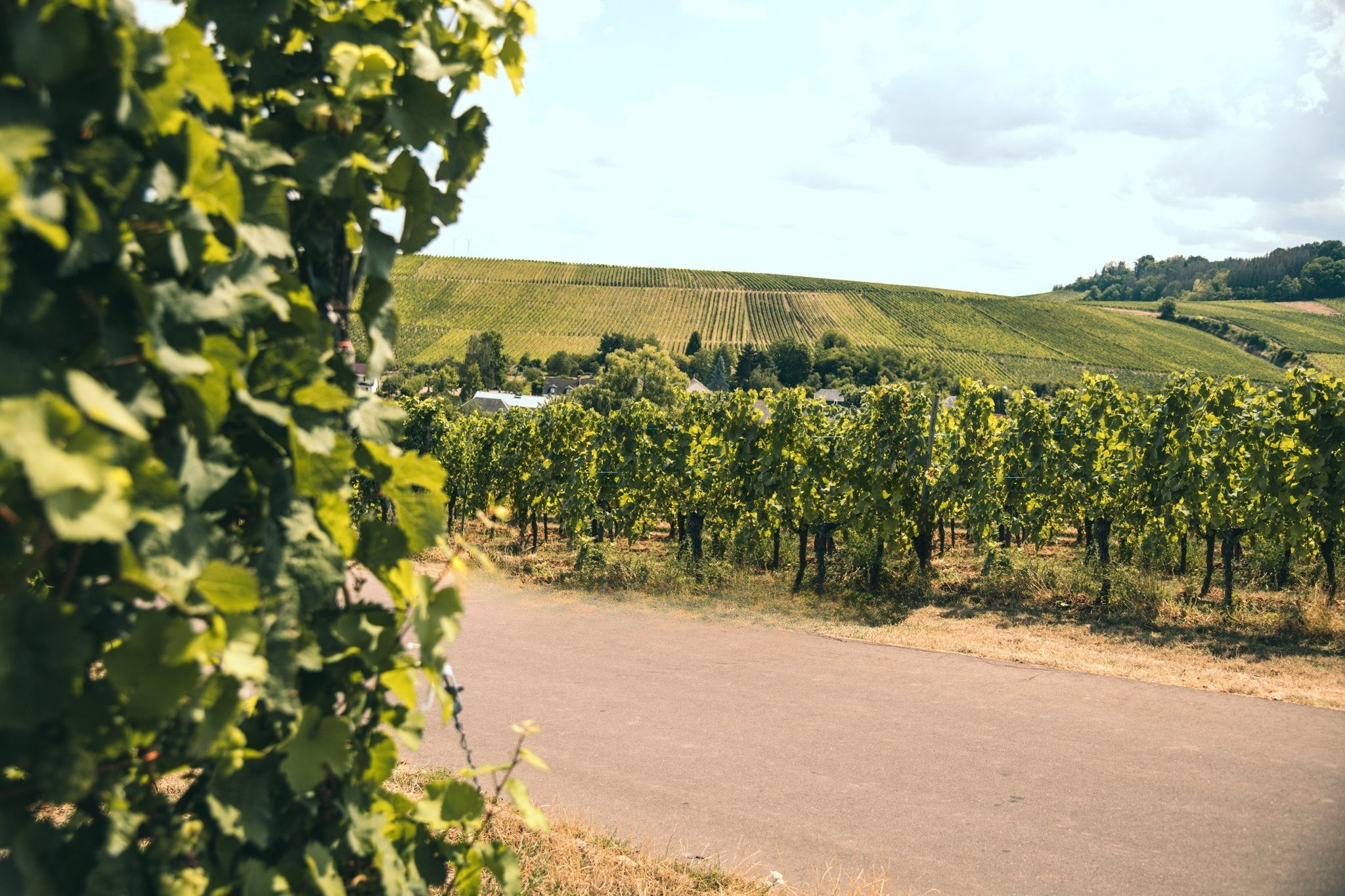 Vineyard road in the Moselle